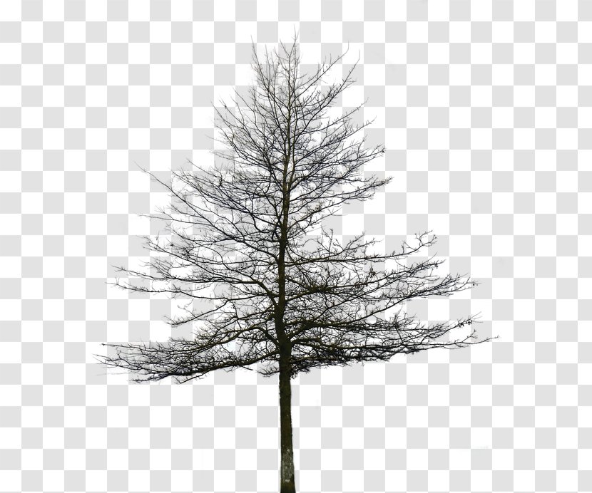 Tree Alpha Compositing Architectural Rendering - Woody Plant - Oak Transparent PNG