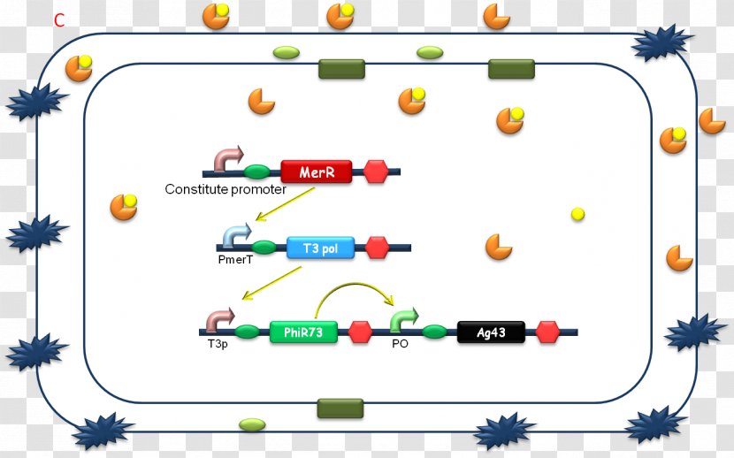 International Genetically Engineered Machine Synthetic Biology Biotechnology - Peking Transparent PNG