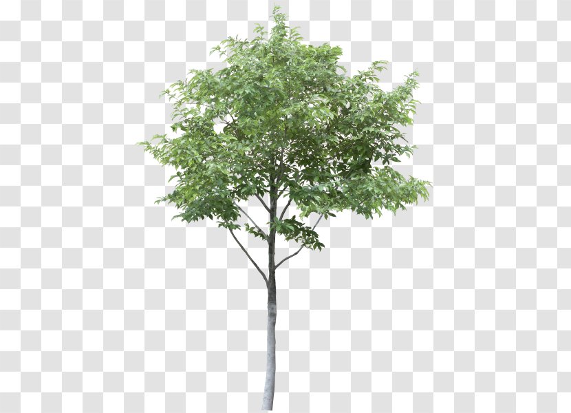 Tree Clip Art - Photography Transparent PNG