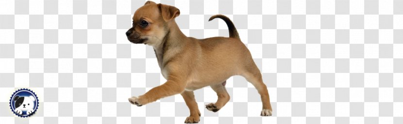 Dog Breed Puppy Chihuahua Dogo Argentino Pet Sitting Transparent PNG