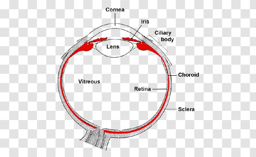 Uvea Iris Human Eye Ciliary Body - Cartoon - Trigeminal Nerve Branches Transparent PNG