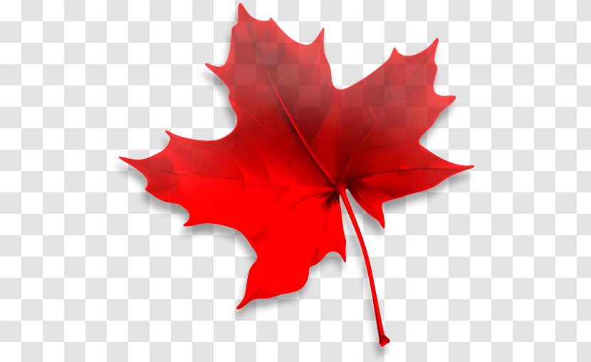 Immigration, Refugees And Citizenship Canada Maple Leaf Future Link Consultants Travel Visa - Flower - Plant Transparent PNG