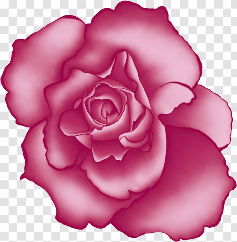 Beach Rose Centifolia Roses Flower Garden - Petal - Pink Transparent PNG