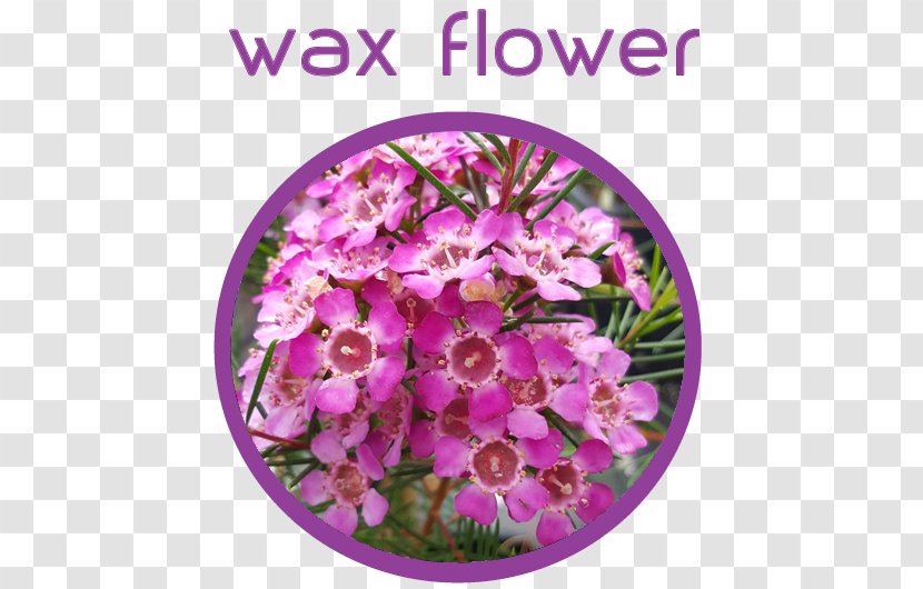 Floral Design Cut Flowers Petal - Flower Arranging Transparent PNG