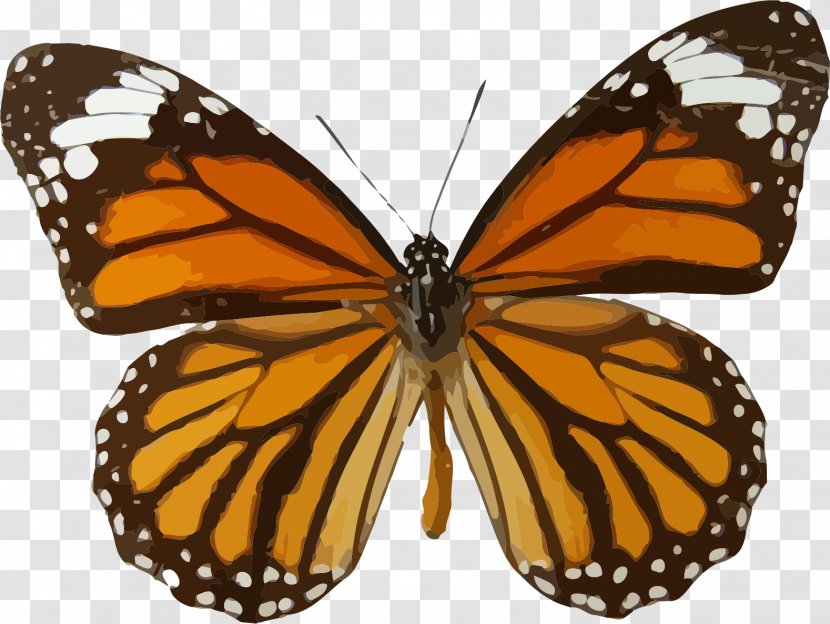 Monarch Butterfly Insect Danaus Genutia Clip Art - Arthropod - Blue Transparent PNG