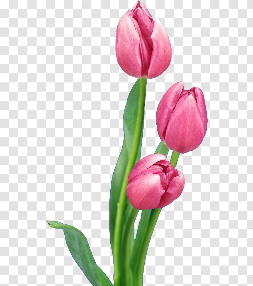 Tulip Nosegay Flower Bouquet - Lily Family - Pink Tulips Transparent PNG