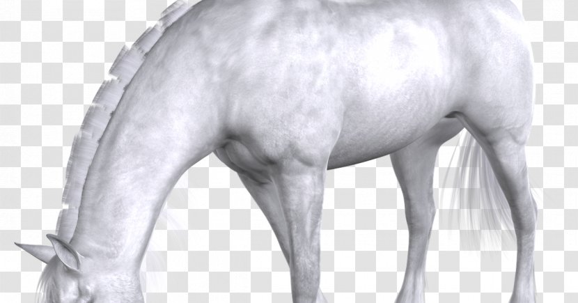 Mane Mustang Stallion Pony Halter Transparent PNG