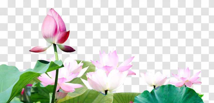 Nelumbo Nucifera Bud Wallpaper - Proteales - Lotus Transparent PNG