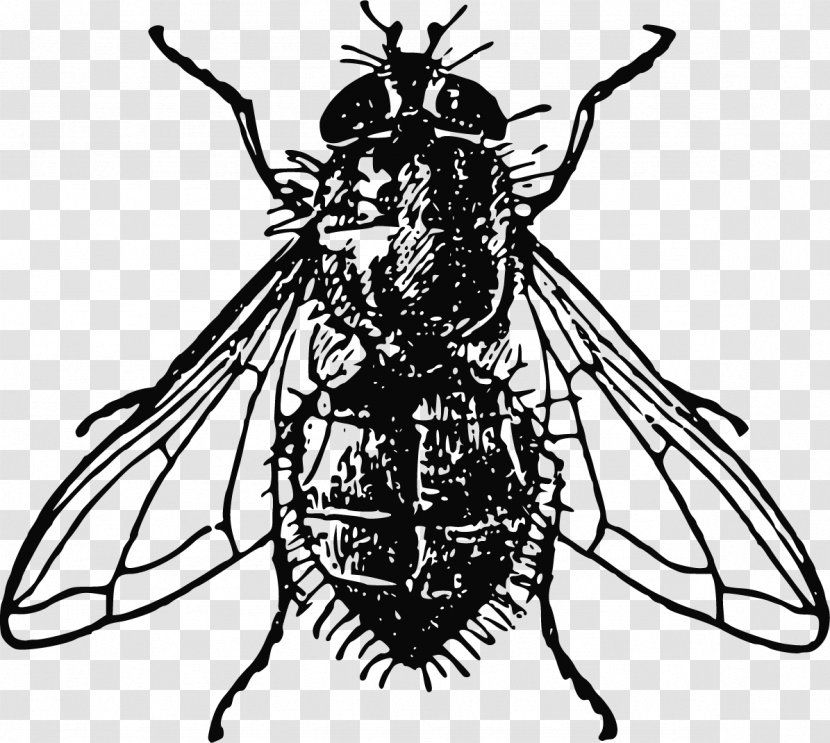 Insect Housefly Clip Art - Arthropod Mouthparts - Creative Hand-painted Black And White Animal Fly Transparent PNG