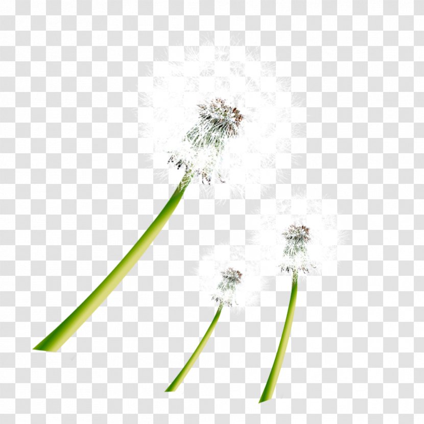 Taraxacum Coreanum Dandelion Pattern - Yellow - White Pull Material Free Transparent PNG