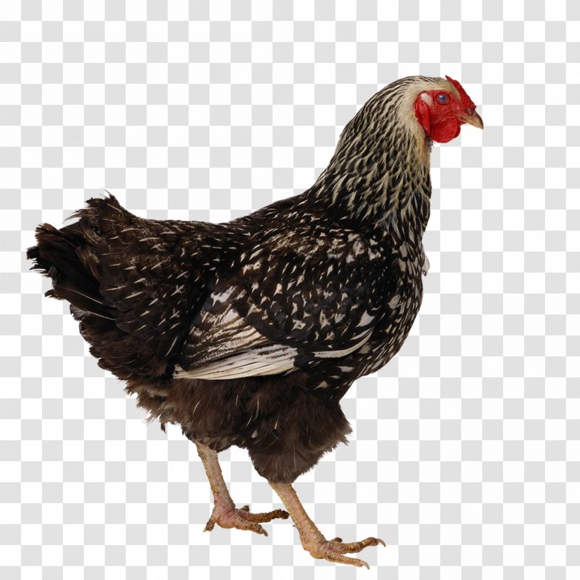 Chicken Salted Duck Egg Carton - Beak Transparent PNG