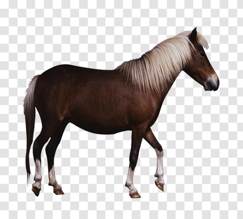 Pony Georgian Grande Horse Friesian Wild Clip Art - High Definition Pictures Transparent PNG
