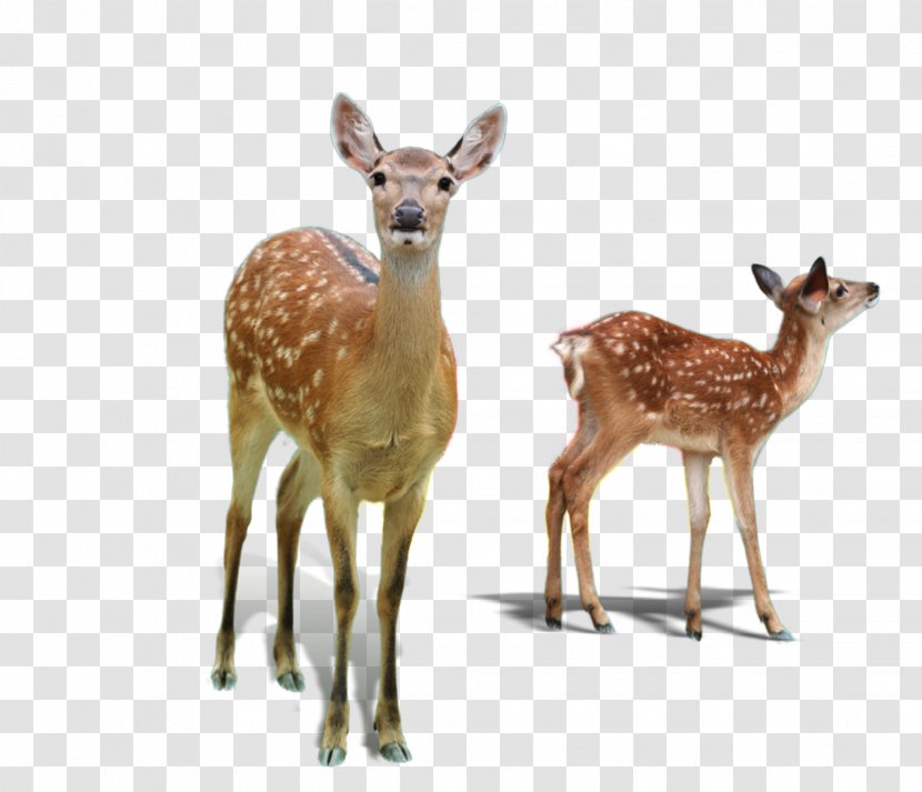 Deer Wildlife Fawn Roe Adaptation - Musk - Whitetailed Animal Figure Transparent PNG