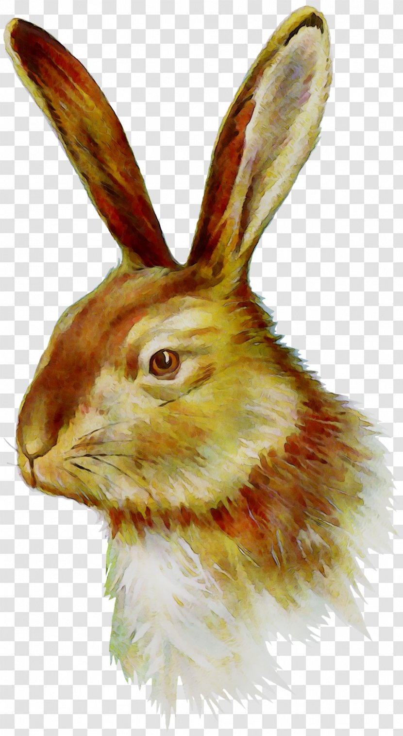 Domestic Rabbit Hare Whiskers Fauna Snout - Paint - Watercolor Transparent PNG