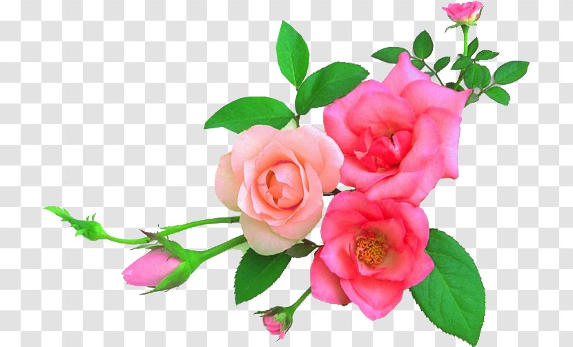 Garden Roses Flower Art Floral Design - Pink Transparent PNG