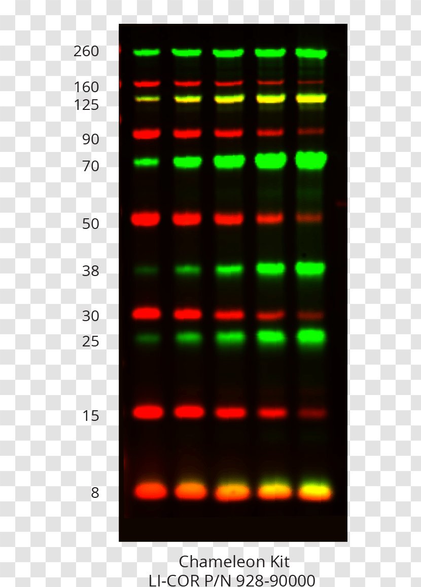 Western Blot LI-COR Biosciences Protein Gel - Molecularweight Size Marker - Stained Transparent PNG