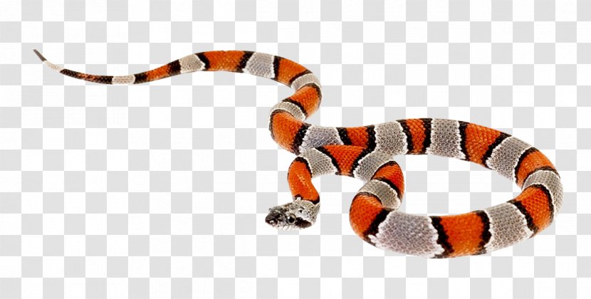 Coral Snake Reptile Milk - Vertebrate - False Transparent PNG