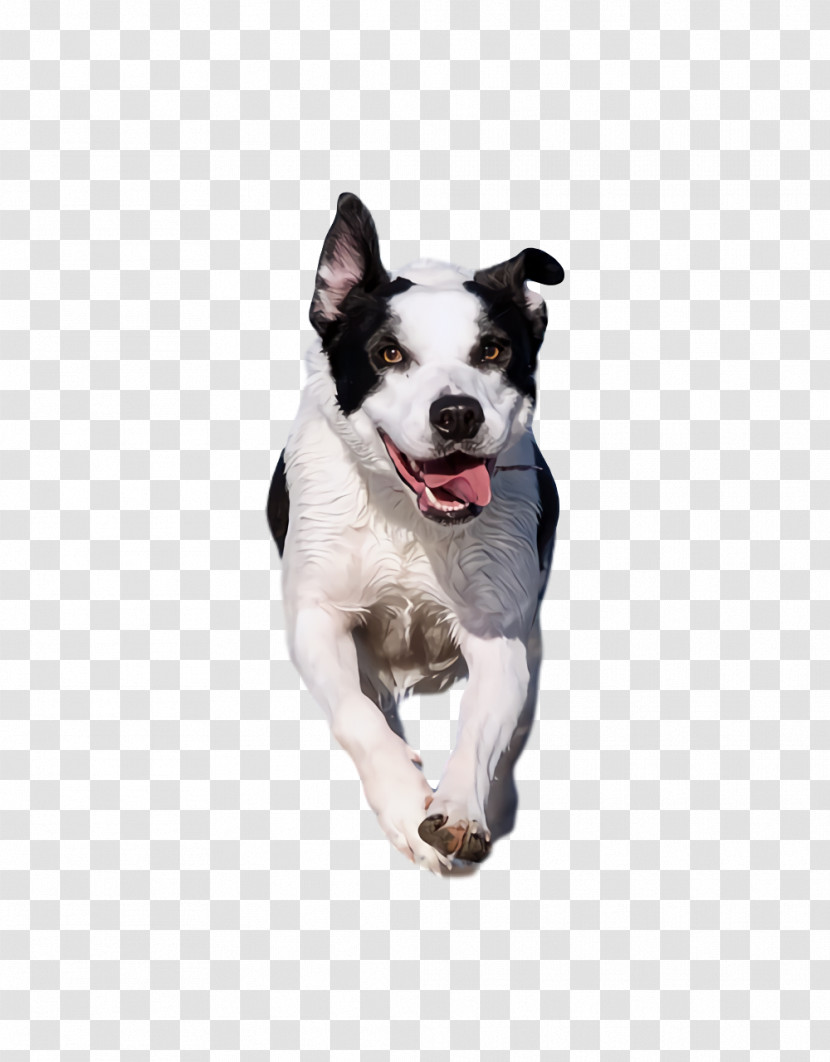 Boston Terrier Snout Leash Terrier Breed Transparent PNG