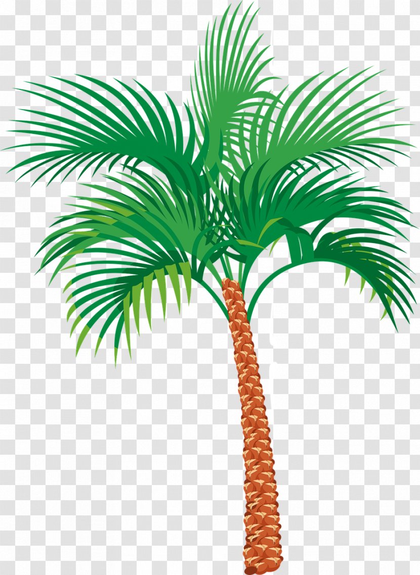 Arecaceae - Tree - Palm Transparent PNG