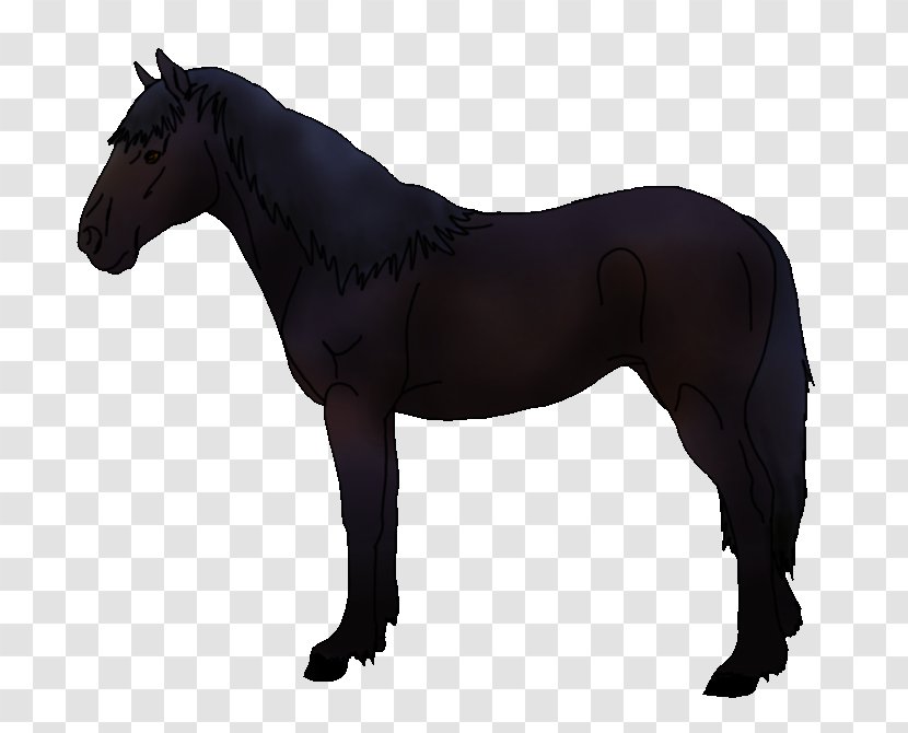 Horse Pony Photography Stallion Royalty-free - Equestrian Transparent PNG