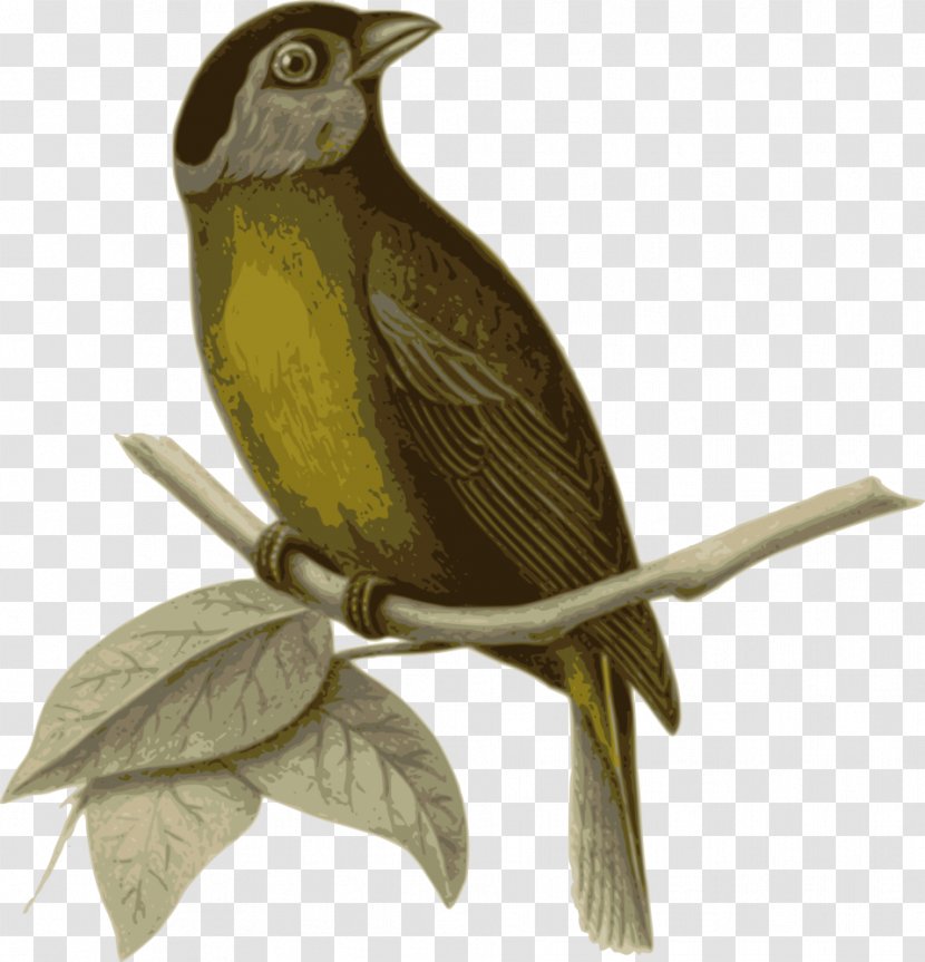 Bird In The Tree Passerine - Fauna - Birds Transparent PNG