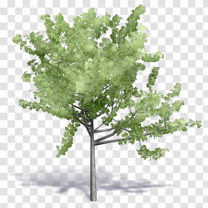 Tree Building Information Modeling Woody Plant Autodesk Revit - Branch - Plants Vector Transparent PNG