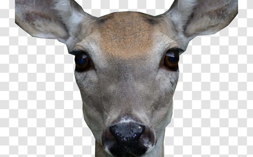 White-tailed Deer Antler Snout Face Transparent PNG