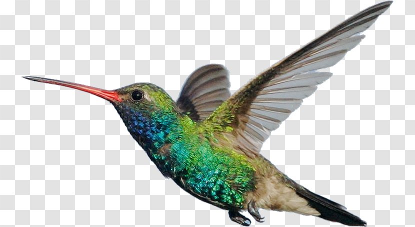 Bird Wing - Birds Blooms - Rubythroated Hummingbird Transparent PNG