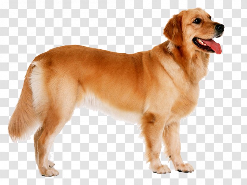 Golden Retriever Puppy Labrador German Shepherd Goldendoodle - Companion Dog - Dogs Word Transparent PNG
