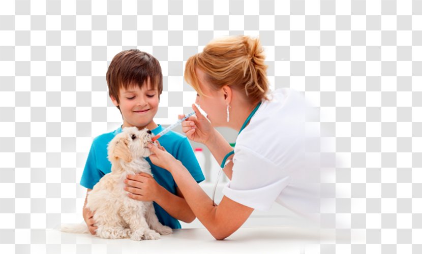 Dog Veterinary Medicine Veterinarian Pet Cat - Heart Transparent PNG