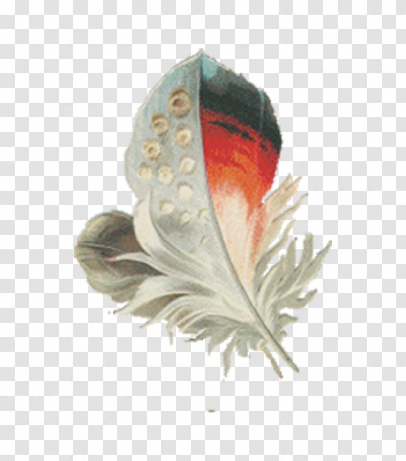 Feather Bird - Peafowl Transparent PNG