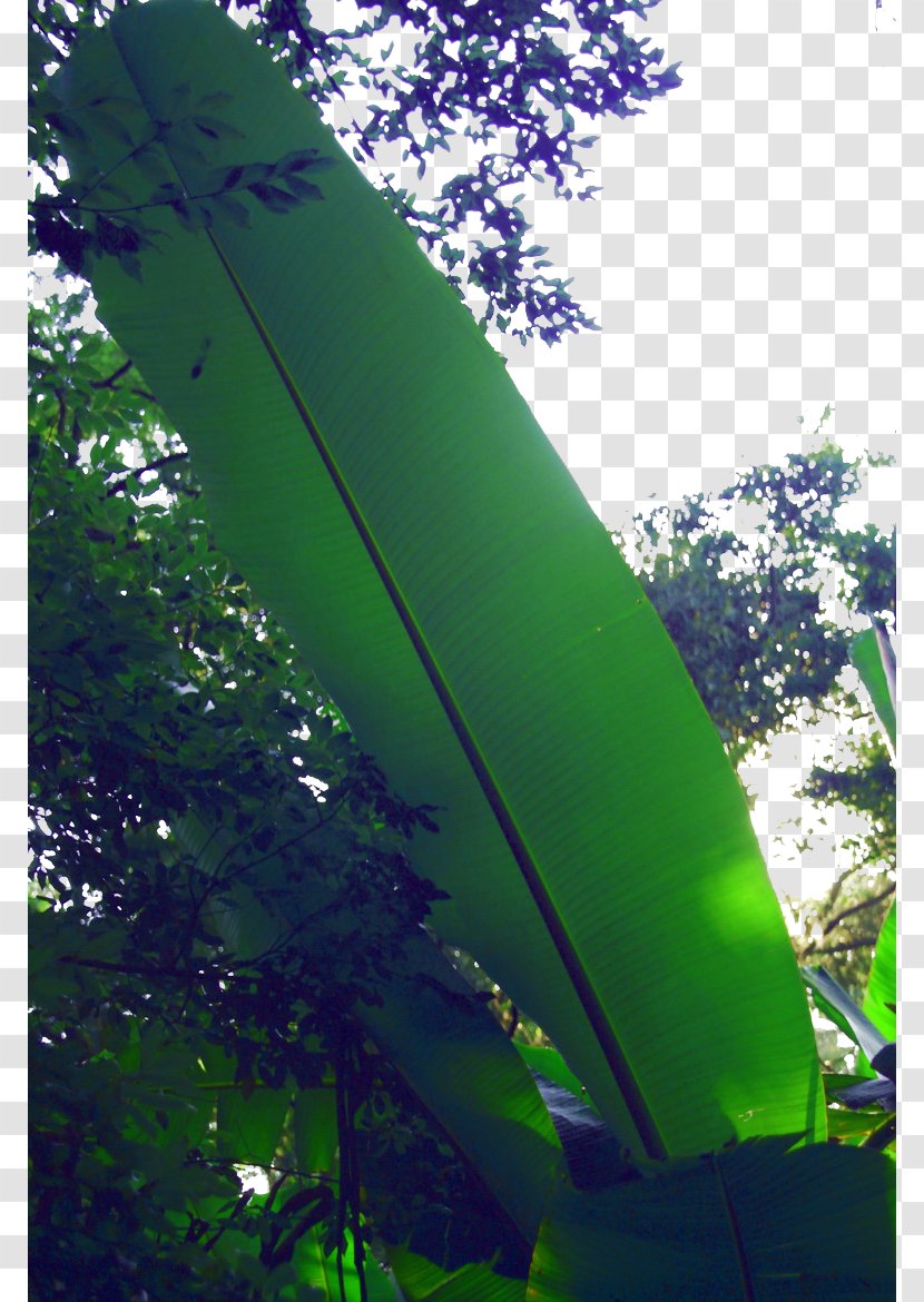 Leaf Musa Basjoo Wallpaper - Sky - Tropical Banana Leaves Transparent PNG