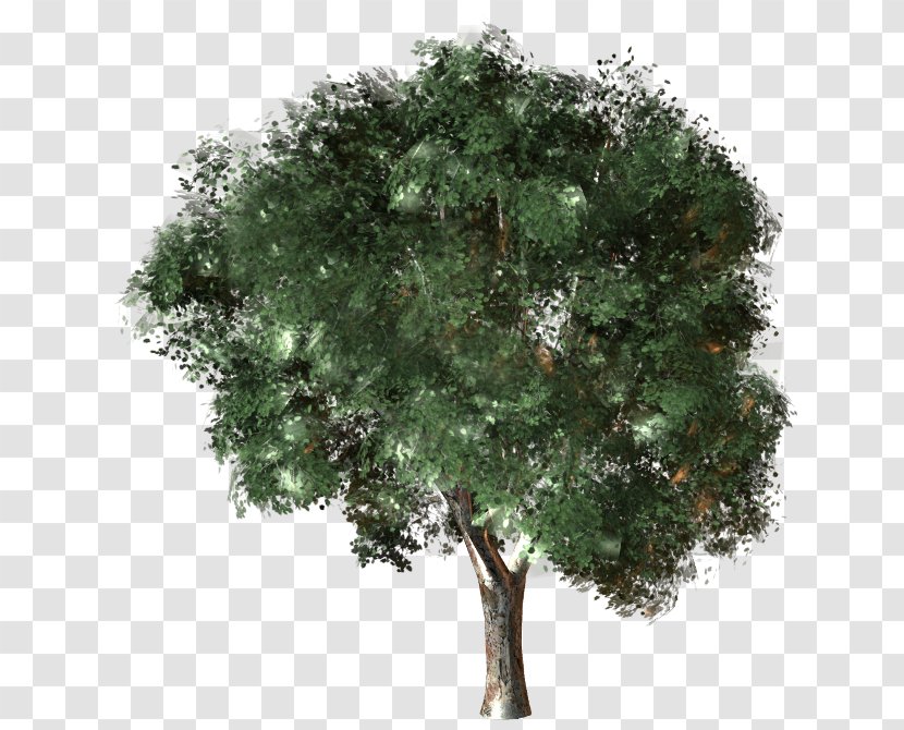 Autodesk 3ds Max 3D Computer Graphics Cinema 4D American Sycamore Maple - Tree Transparent PNG