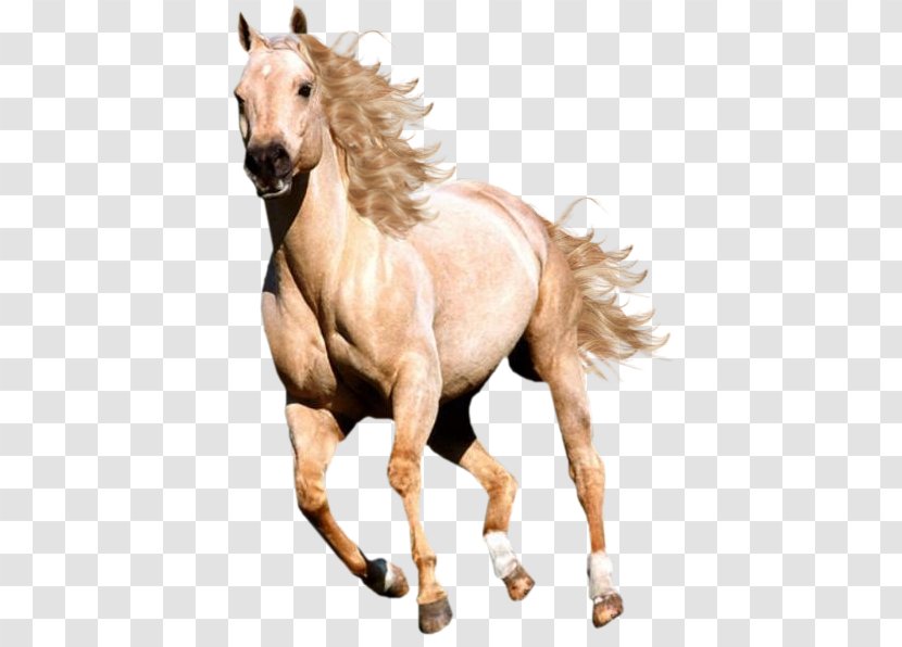 Mustang Pony Stallion Germany 2064 Rein - Mane Transparent PNG