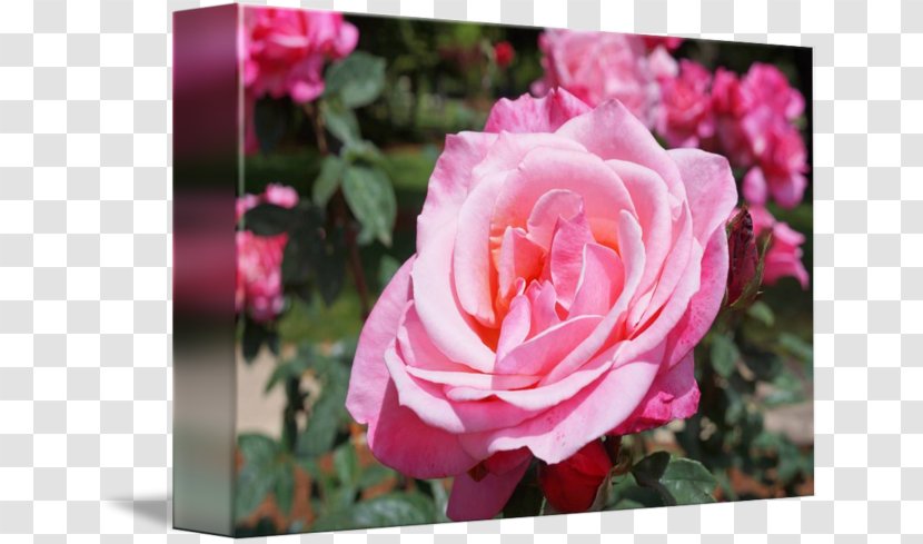Garden Roses Cabbage Rose Floribunda Memorial Floral Design - Flower Transparent PNG