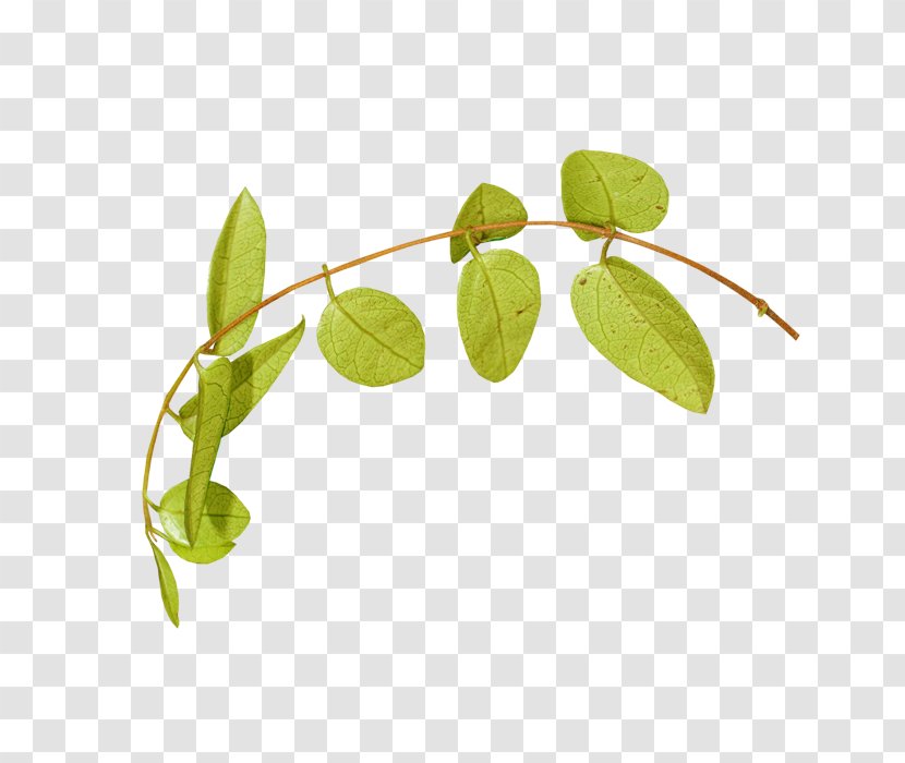 Leaf Plant Stem Flower Clip Art - Trunk Transparent PNG