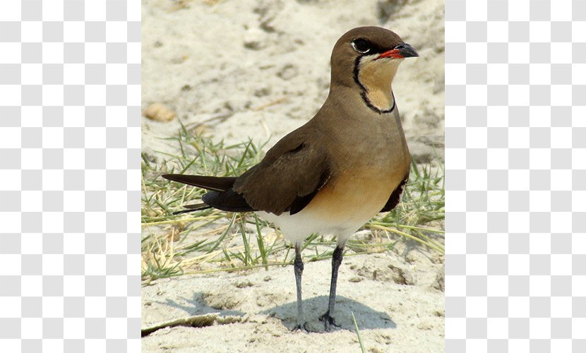 Wader Seabird Water Bird Beak - Shorebird Transparent PNG
