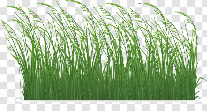 Grasses Clip Art - Grass Family Transparent PNG