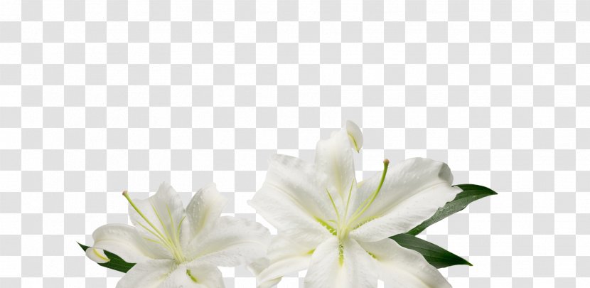 Cut Flowers Floral Design Floristry - Flower Arranging - Rich Transparent PNG