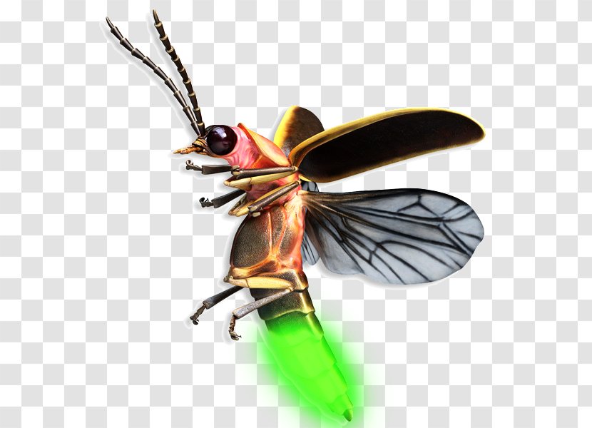 Beetle Firefly Mosquito Drawing - Fly Transparent PNG