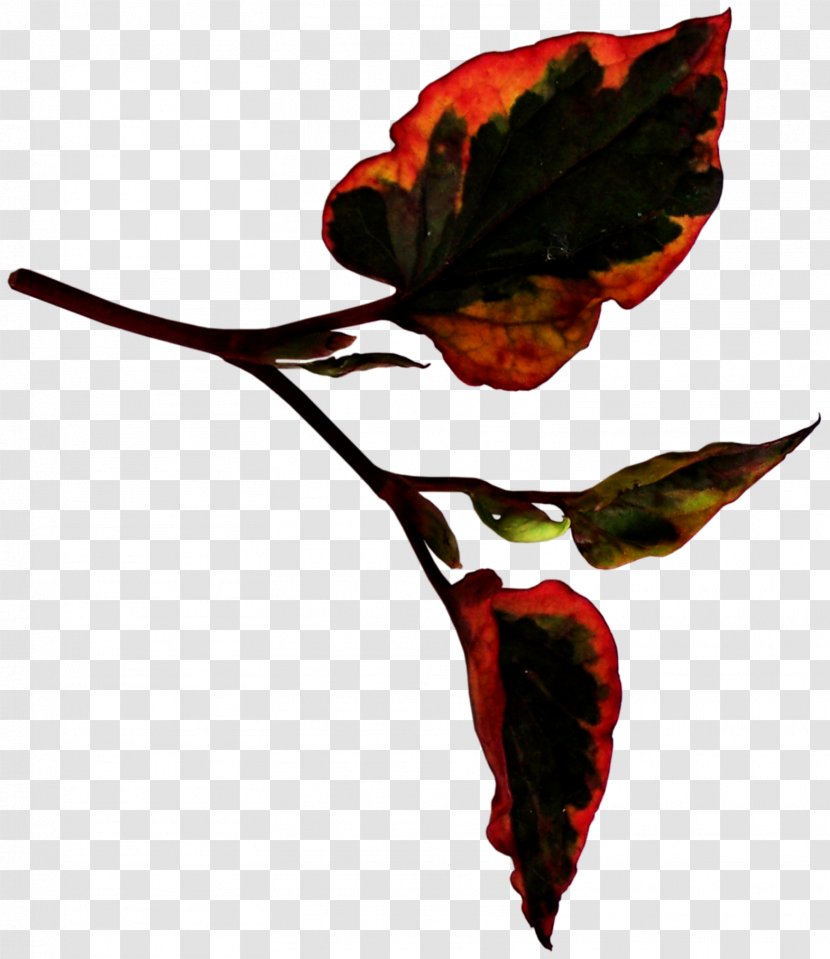 Leaf Petal Plant Stem Clip Art - Leaves Transparent PNG