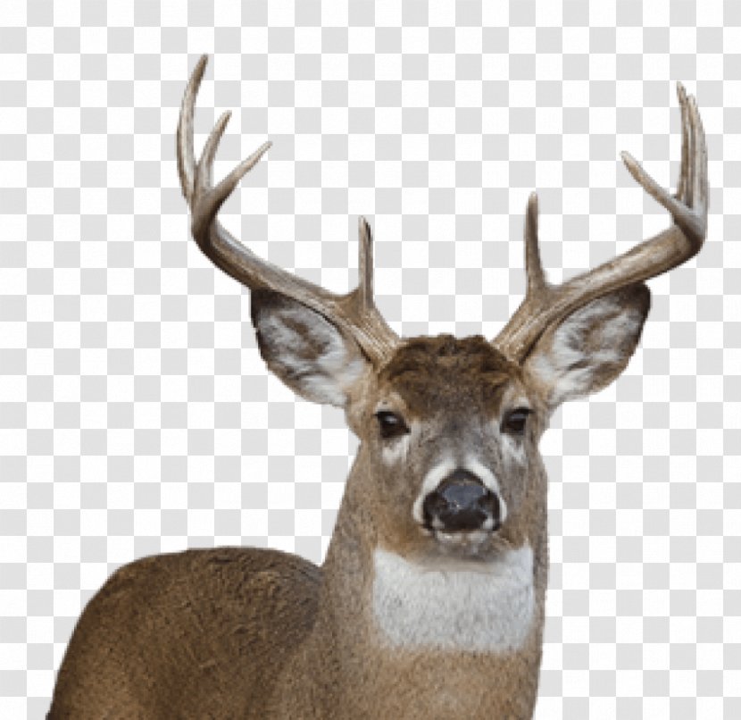 White-tailed Deer Reindeer Clip Art - Ruminant Transparent PNG