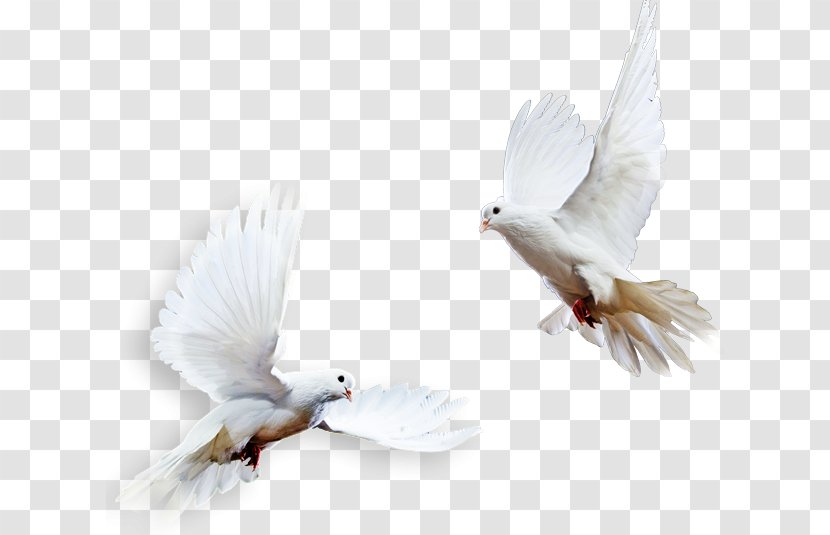 Pigeons And Doves Beak Fauna Feather - Rock Dove - Bienvenido Flyer Transparent PNG