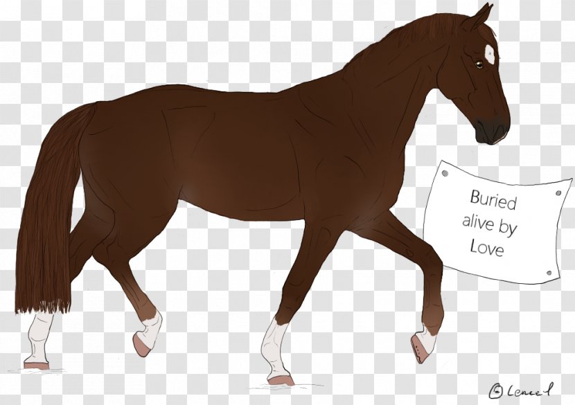Stallion Mustang Pony Foal Colt - Mare Transparent PNG