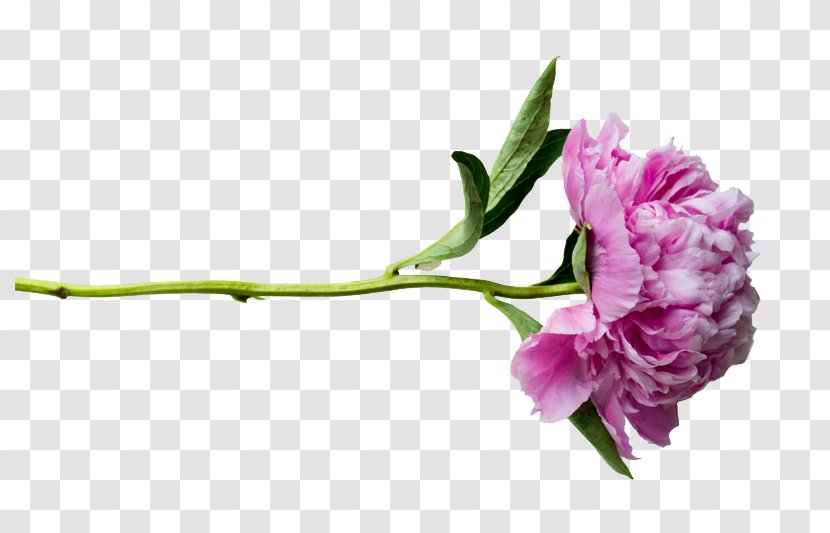 Peony - Peonies Transparent Transparent PNG