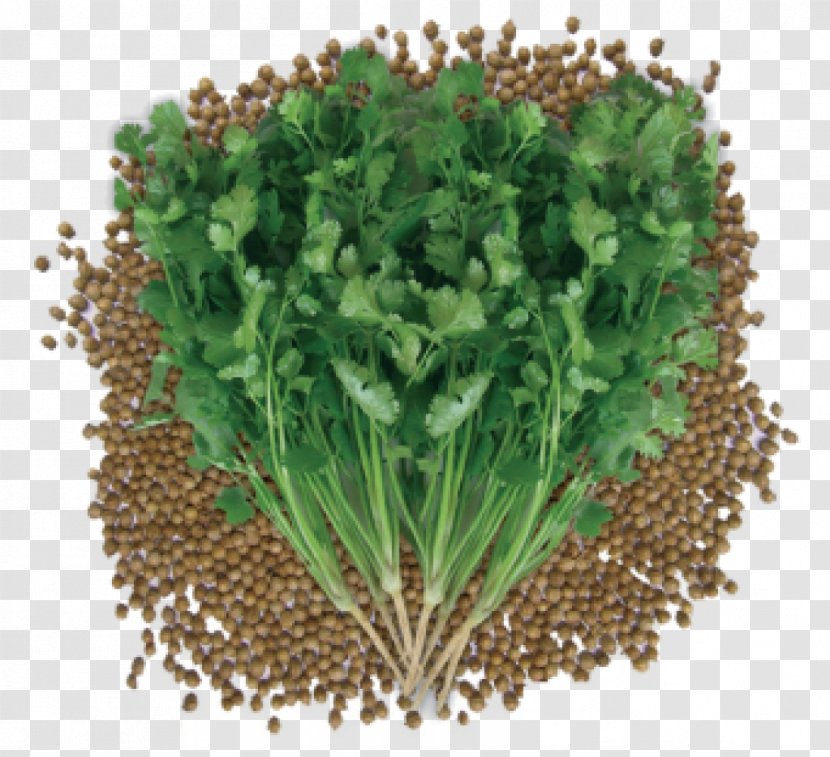 Flower Garden - Grass - Superfood Cress Transparent PNG