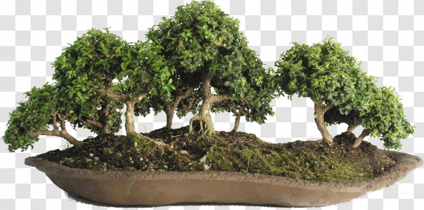 Bonsai Sageretia Theezans Tree Flowerpot Pruning - Plant Community Transparent PNG
