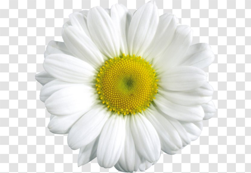 Common Daisy Chamomile Flower Clip Art - Oxeye - Camomile Transparent PNG