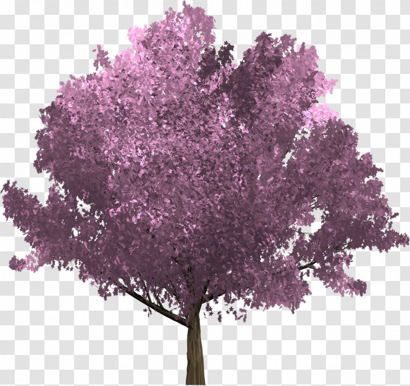 Tree Purple Betula Pubescens Branch Oak - Birch Transparent PNG