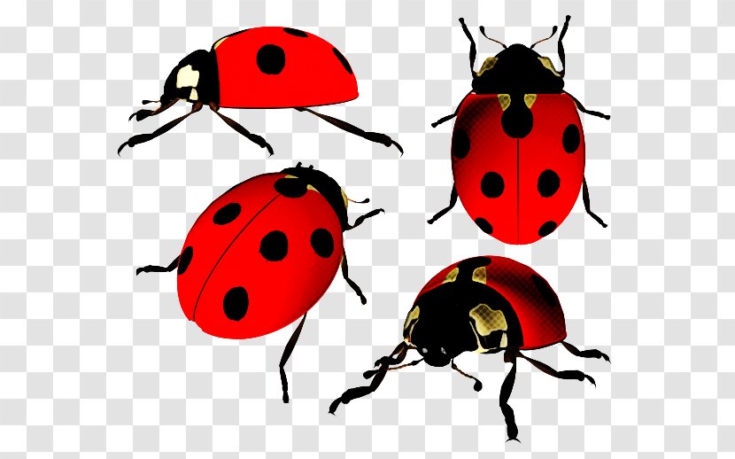 Ladybug - Red Bugs - Jewel Leaf Beetle Transparent PNG